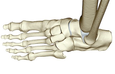 simsearch:671-02098689,k - Die Knochen des Fußes Stockbilder - Premium RF Lizenzfrei, Bildnummer: 671-02098112