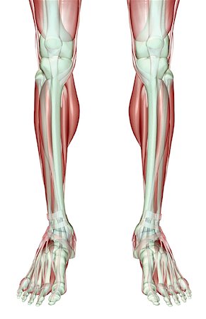 simsearch:671-02094652,k - The musculoskeleton of the legs Stock Photo - Premium Royalty-Free, Code: 671-02098113