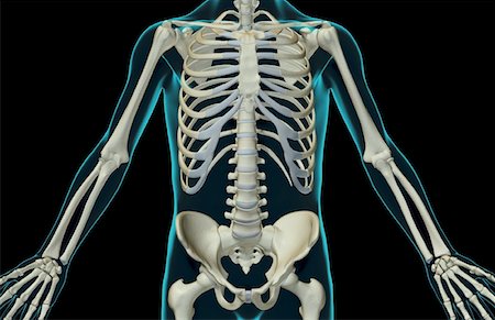 simsearch:671-02095586,k - The bones of the trunk Stock Photo - Premium Royalty-Free, Code: 671-02098123