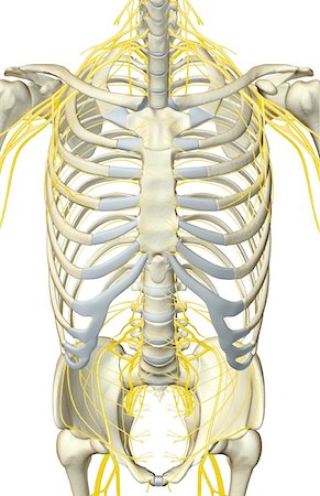 The nerves of the trunk Stock Photo - Premium Royalty-Free, Code: 671-02098132