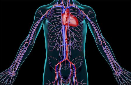 simsearch:671-02097861,k - L'approvisionnement en sang du tronc Photographie de stock - Premium Libres de Droits, Code: 671-02098147