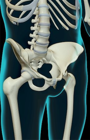 pelvis anatomy - The bones of the pelvis Stock Photo - Premium Royalty-Free, Code: 671-02098149