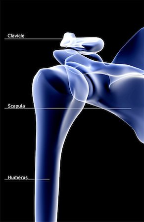 simsearch:671-02101509,k - The bones of the shoulder Stock Photo - Premium Royalty-Free, Code: 671-02098143