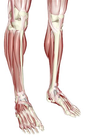 The muscles of the legs Foto de stock - Sin royalties Premium, Código: 671-02098156