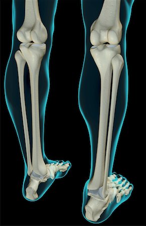 simsearch:671-02101659,k - The bones of the leg Foto de stock - Royalty Free Premium, Número: 671-02098157