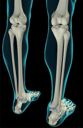 Bone structure of human leg back side Stock Photos - Page 1 : Masterfile