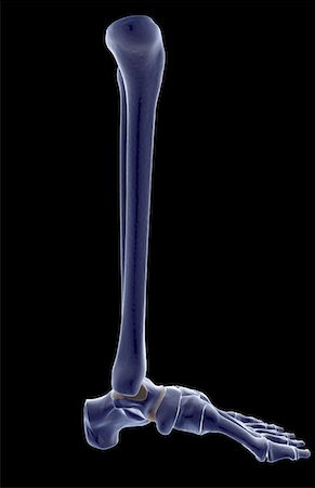 simsearch:671-02093078,k - The bones of the leg Stock Photo - Premium Royalty-Free, Code: 671-02098179