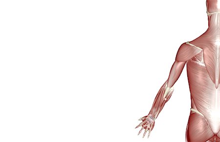 simsearch:671-02096126,k - The muscles of the upper limb Stock Photo - Premium Royalty-Free, Code: 671-02098170