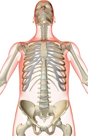 simsearch:671-02095586,k - The bones of the upper body Stock Photo - Premium Royalty-Free, Code: 671-02098180