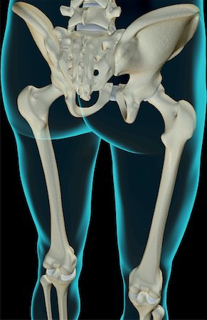 pelvis anatomy - The bones of the lower limb Stock Photo - Premium Royalty-Free, Code: 671-02098194