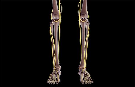 simsearch:671-02097719,k - The nerves of the leg Foto de stock - Sin royalties Premium, Código: 671-02098197