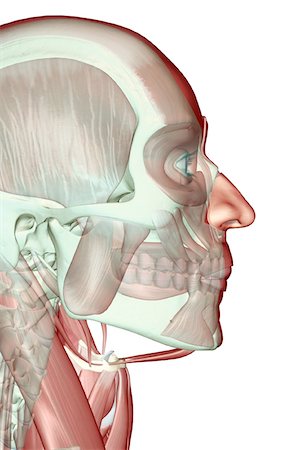 stylohyoid - The musculoskeleton of the head and neck Stock Photo - Premium Royalty-Free, Code: 671-02098190
