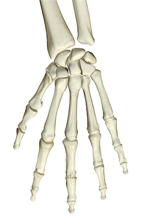 The bones of the hand Stock Photo - Premium Royalty-Free, Code: 671-02098204