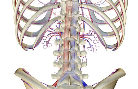 Die Blutversorgung der unteren Rücken Stockbilder - Premium RF Lizenzfrei, Bildnummer: 671-02098200