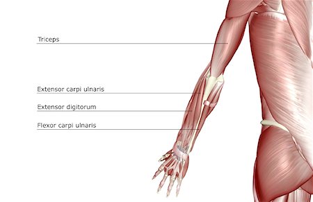 simsearch:671-02096101,k - Les muscles des membres supérieurs Photographie de stock - Premium Libres de Droits, Code: 671-02098218