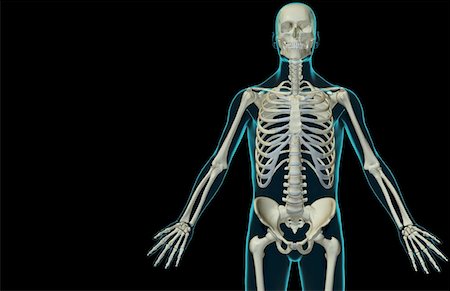 simsearch:671-02095586,k - The bones of the upper body Stock Photo - Premium Royalty-Free, Code: 671-02098212
