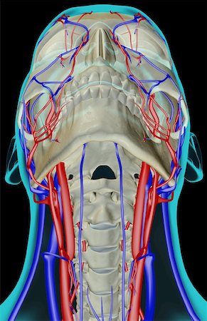 simsearch:671-02094734,k - The blood supply of the neck Stock Photo - Premium Royalty-Free, Code: 671-02098213