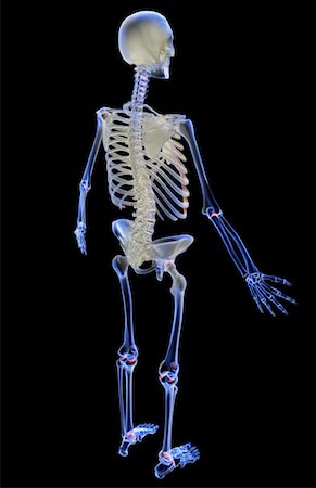 simsearch:671-02101509,k - The skeletal system Stock Photo - Premium Royalty-Free, Code: 671-02098222
