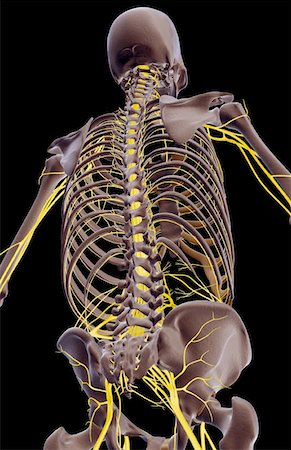simsearch:671-02096698,k - The nerves of the upper body Stock Photo - Premium Royalty-Free, Code: 671-02098235