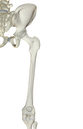 The bones of the hip and lower limb Stock Photo - Premium Royalty-Free, Code: 671-02098230