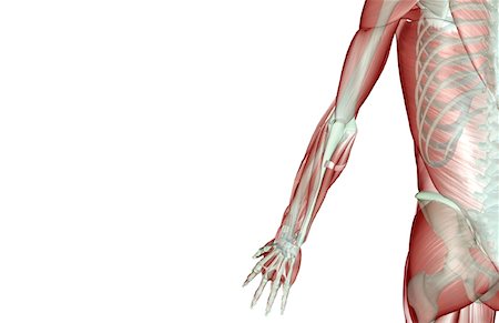 simsearch:671-02096126,k - The musculoskeleton of the upper limb Stock Photo - Premium Royalty-Free, Code: 671-02098253