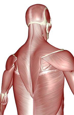 simsearch:671-02101659,k - The muscles of the upper body Foto de stock - Royalty Free Premium, Número: 671-02098266