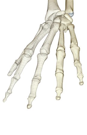 The bones of the hand Foto de stock - Sin royalties Premium, Código: 671-02098260