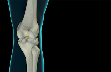 simsearch:671-02101659,k - The bones of the knee Foto de stock - Royalty Free Premium, Número: 671-02098275