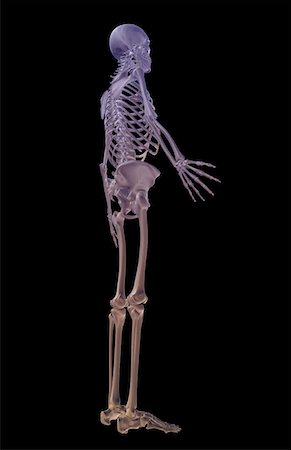 simsearch:671-02096698,k - The skeletal system Stock Photo - Premium Royalty-Free, Code: 671-02098281