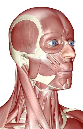 face illustration - The muscles of the head, neck and face Stock Photo - Premium Royalty-Free, Code: 671-02098297