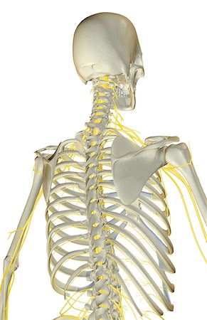 simsearch:671-02101659,k - The nerves of the upper body Foto de stock - Royalty Free Premium, Número: 671-02098293