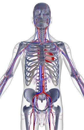 simsearch:671-02097409,k - The blood supply of the upper body Foto de stock - Sin royalties Premium, Código: 671-02098308