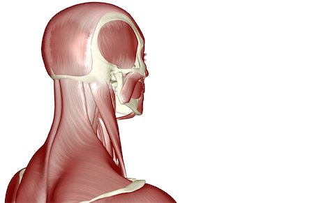 simsearch:671-02101659,k - The muscles of the head and neck Foto de stock - Royalty Free Premium, Número: 671-02098301