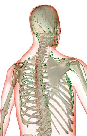 simsearch:671-02101659,k - The lymph supply of the upper body Foto de stock - Royalty Free Premium, Número: 671-02098317