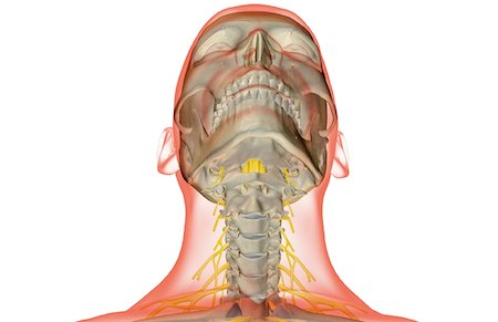 simsearch:671-02098304,k - The nerves of the neck Stock Photo - Premium Royalty-Free, Code: 671-02098312