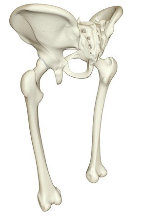 simsearch:671-02101659,k - The bones of the lower limb Foto de stock - Royalty Free Premium, Número: 671-02098330