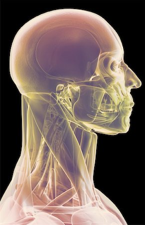 The muscles of the head, neck and face Stock Photo - Premium Royalty-Free, Code: 671-02098359