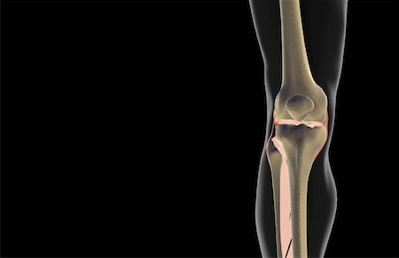 simsearch:671-02101964,k - The ligaments of the knee Stock Photo - Premium Royalty-Free, Code: 671-02098353