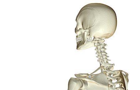 The bones of the head and neck Stock Photo - Premium Royalty-Free, Code: 671-02098379