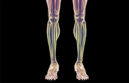 The muscles of the legs Stock Photo - Premium Royalty-Free, Code: 671-02098394