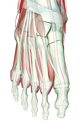 simsearch:671-02094652,k - The musculoskeleton of the foot Stock Photo - Premium Royalty-Free, Code: 671-02098399