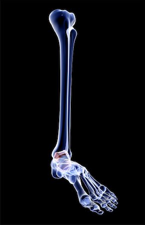 simsearch:671-02097719,k - The bones of the leg Foto de stock - Sin royalties Premium, Código: 671-02098392