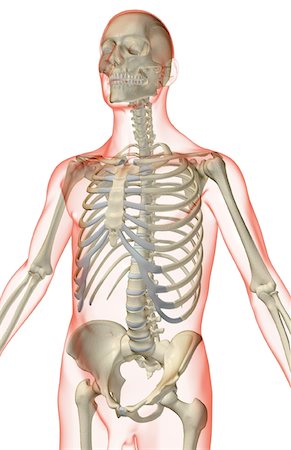 simsearch:671-02095632,k - The bones of the upper body Fotografie stock - Premium Royalty-Free, Codice: 671-02098402