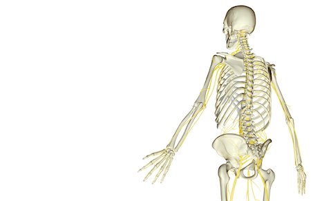 simsearch:671-02098491,k - The nerves of the upper body Foto de stock - Sin royalties Premium, Código: 671-02098414