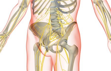 The nerves of the lower body Stock Photo - Premium Royalty-Free, Code: 671-02098411