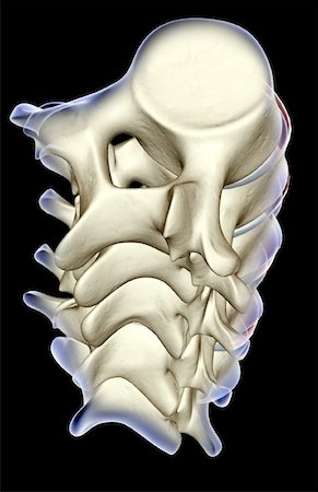 simsearch:671-02101509,k - The lumbar vertebrae Stock Photo - Premium Royalty-Free, Code: 671-02098424