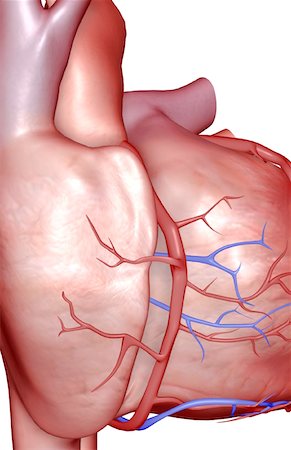 The coronary vessels of the heart Foto de stock - Sin royalties Premium, Código: 671-02098423