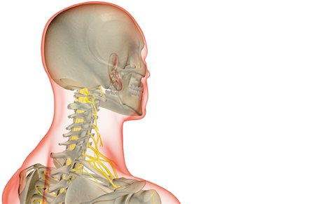 simsearch:671-02098304,k - The nerves of the neck Stock Photo - Premium Royalty-Free, Code: 671-02098434