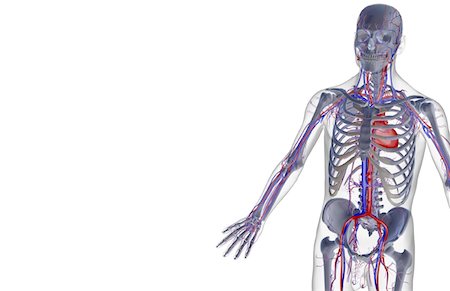 simsearch:671-02097409,k - The blood supply of the upper body Foto de stock - Sin royalties Premium, Código: 671-02098432