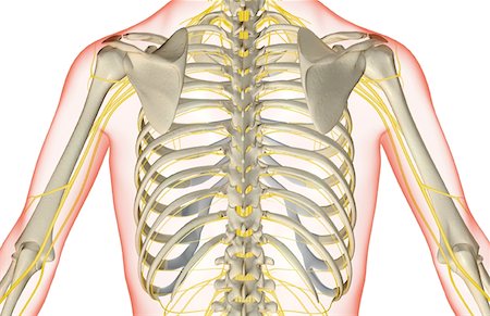 The nerves of the upper body Stock Photo - Premium Royalty-Free, Code: 671-02098447